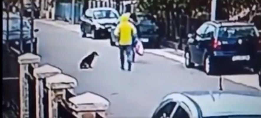 Kapkaç mağduru kadını kurtaran kahraman köpek, saldırganın hakkından işte böyle geldi!
